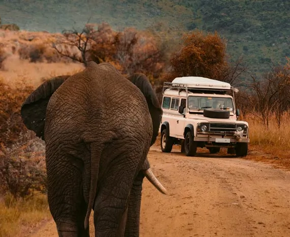Elephant dans un safari en Afrique du Sud