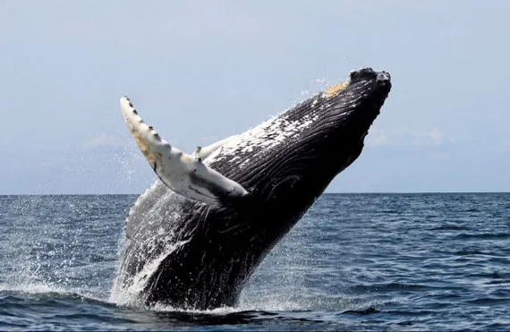 Baleine sautant hors de l'eau en Argentine