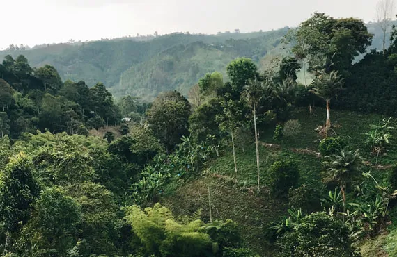 Paysage de verdure dans la zone du café en Colombie