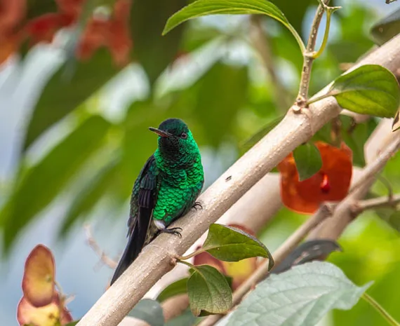 Oiseau vert sur une branche à Medellin en Colombie