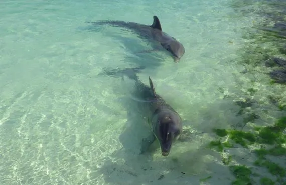 Couple de dauphins nageant dans une eau transparente à Cuba