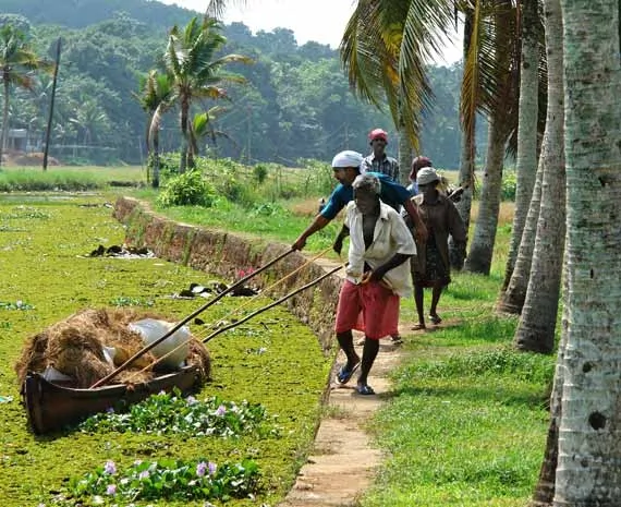 Hommes marchant dans une plantation de cocotiers en Inde du Sud