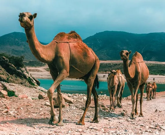 File de dromadaires au bord d'un lac à Oman